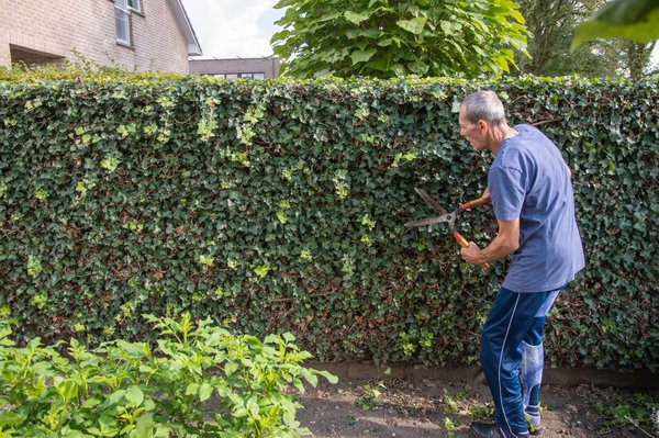 10 raisons d'utiliser un sécateur pour améliorer votre jardinage